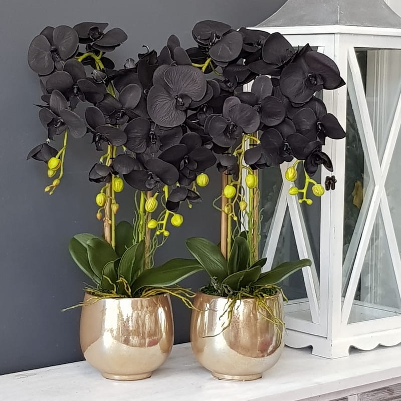 Czarny Storczyk Sztuczny Black Orchidea Gold 10126 Dekomotyw czarny-storczyk-sztuczny-black-orchidea-gold-10126-dekomotyw