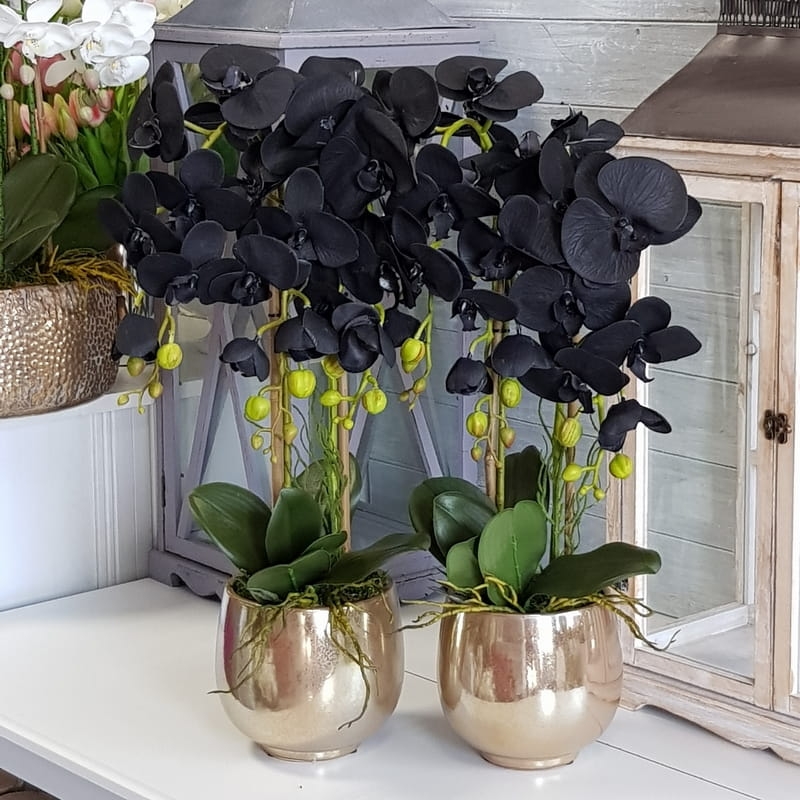 Czarny Storczyk Sztuczny Black Orchidea Gold 10126 Dekomotyw czarny-storczyk-sztuczny-black-orchidea-gold-10126-dekomotyw