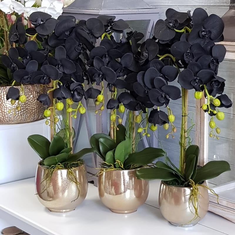 Czarny Storczyk Sztuczny Black Orchidea Gold 10126 Dekomotyw czarny-storczyk-sztuczny-black-orchidea-gold-10126-dekomotyw