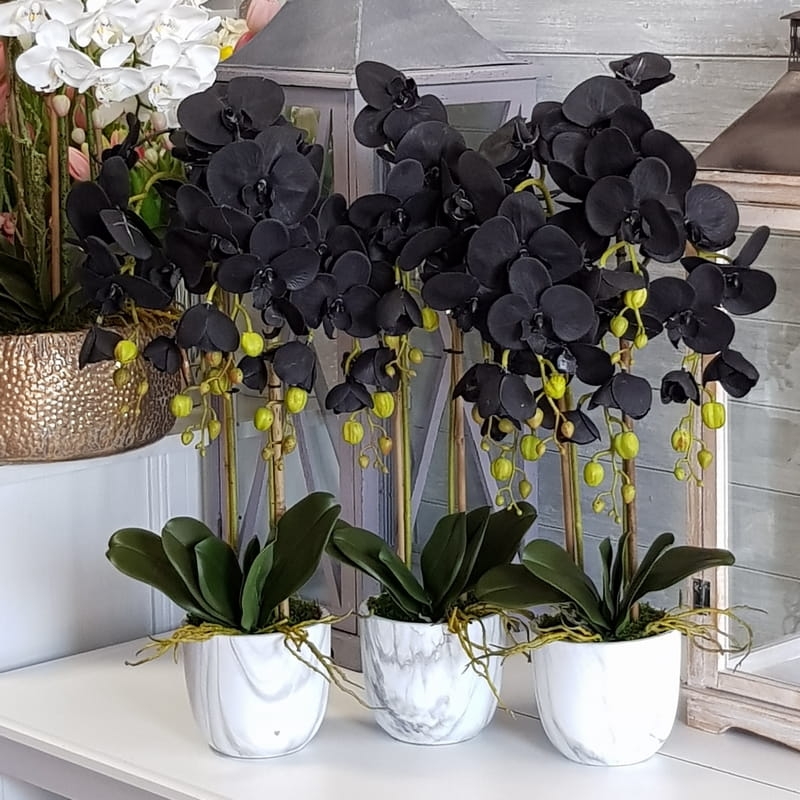 Czarny Storczyk Sztuczny Black Orchidea Marble M 10121 Dekomotyw czarny-storczyk-sztuczny-black-orchidea-marble-m-10121-dekomotyw