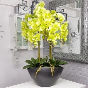 Kompozycja storczyk grafitowa donica VERONICA XXL 