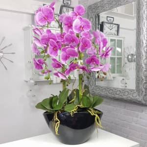 Kompozycja storczyk czarna donica VERONICA XXL 