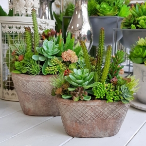 Sukulenty kaktusy donica Manola S