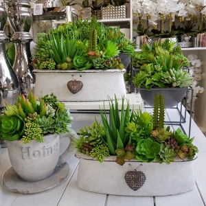 Sukulenty kaktusy donica Modena M