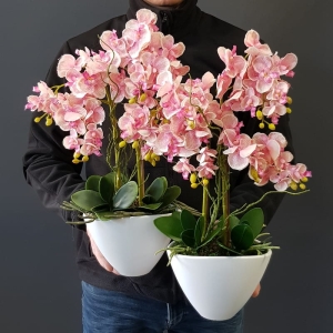 Kompozycja storczyk mini Vera j.róż