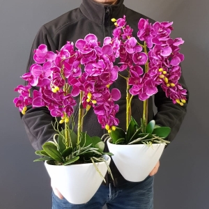 Kompozycja storczyk mini Vera fuksja