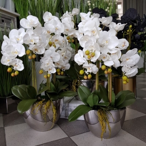 Kompozycja storczyk srebrna donica LILIA  L
