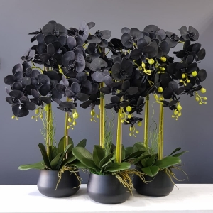 Czarny storczyk exclusive orchidea czarna osłonka Diana