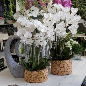 Storczyk sztuczny donica drewno Avia M