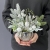 IMG_E2464.JPG