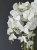 IMG_5154.JPEG
