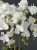 IMG_5230.JPEG