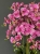 IMG_7548.JPEG
