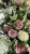 IMG_0419.JPEG