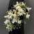 IMG_6259.JPEG