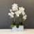 storczyk silikon