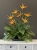 IMG_5892.JPG