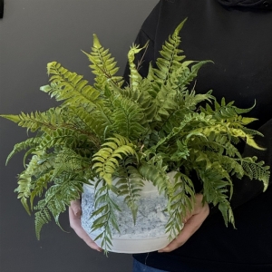 Paproć paprotka zielona kompozycja paprocie donica Sara