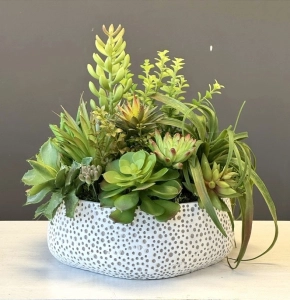 Sukulenty kaktusy donica kropki loft kompozycja Sigma 