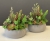 IMG_4580.JPEG