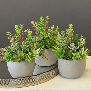 Sukulenty kaktusy donica beton kompozycja Pilea S wz.1