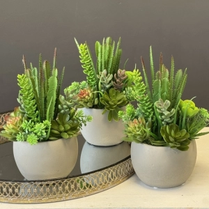 Sukulenty kaktusy donica beton kompozycja Pilea S wz.2