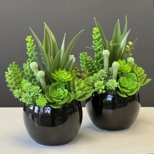 Sukulenty kaktusy czarna donica kompozycja Brimnes wz.1