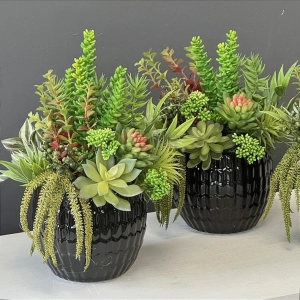 Sukulenty kaktusy czarna donica kompozycja Tales