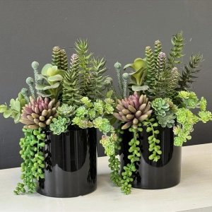 Sukulenty kaktusy czarna donica kompozycja Milet