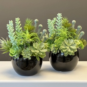 Sukulenty kaktusy czarna donica kompozycja Brimnes wz.2