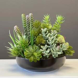 Sukulenty kaktusy czarna donica okrągła misa Luna black