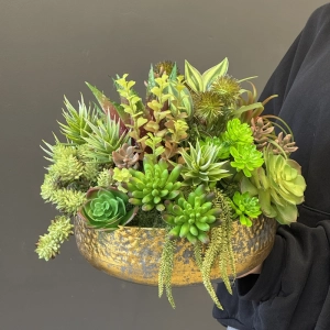 Sukulenty kaktusy donica okrągła misa vintage gold