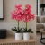 Storczyk sztuczny kwiat orchidea w donicy Coral